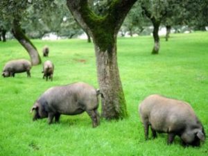 El mundo del cerdo ibérico y su diversidad gastronómica Image